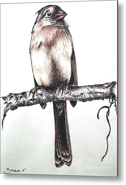 Ink Sketch Metal Print featuring the drawing Cardinal female by Katharina Bruenen