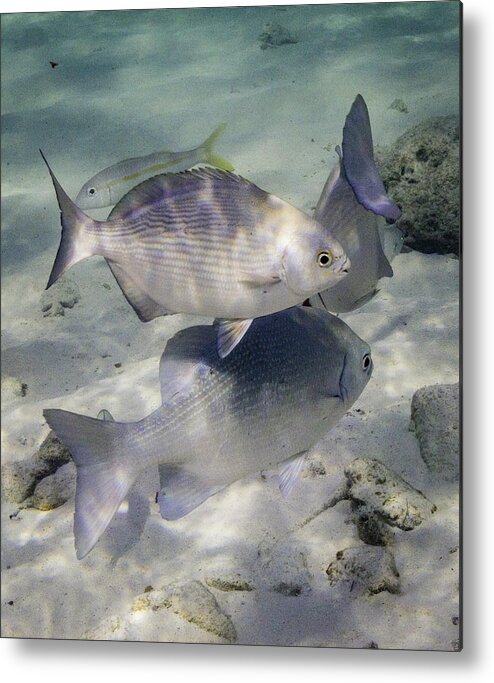 Fish Metal Print featuring the photograph Chubbin' Around by Lynne Browne