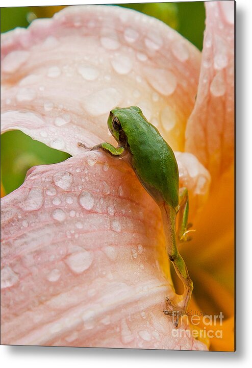 Tree Frog Metal Print featuring the photograph Climbing Up by Jan Killian
