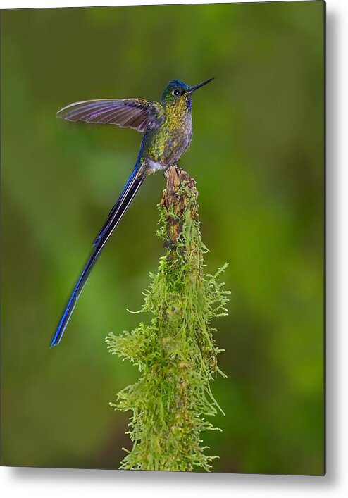 Violet-tailed Sylph Metal Print featuring the photograph Cloud Forest Fairy by Tony Beck