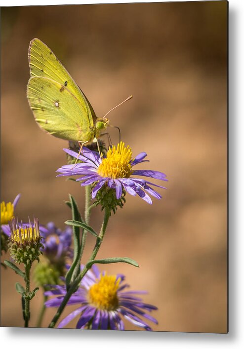 Clouded Sulphur Metal Print featuring the photograph Clouded Sulphur Butterfly 3 by Ernest Echols