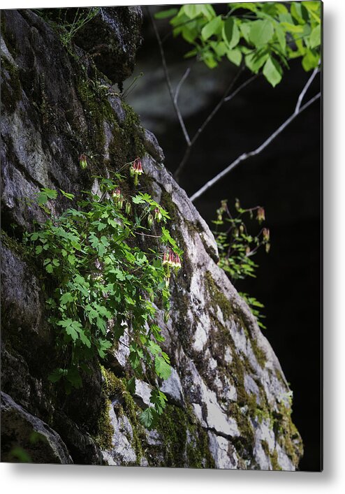 Columbine Metal Print featuring the photograph Columbine Flowers on River Rock by Michael Dougherty