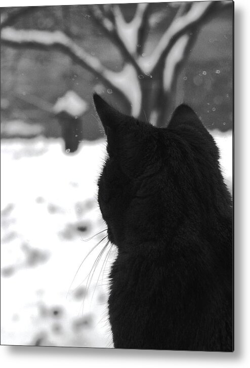 Cats Metal Print featuring the photograph Contemplating Winter by Angela Davies