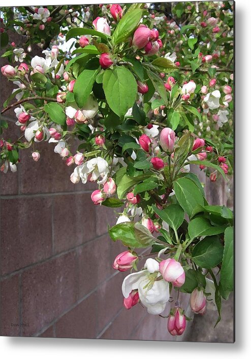 Crabapple Blossoms Metal Print featuring the photograph Crabapple Blossoms and Wall by Donald S Hall