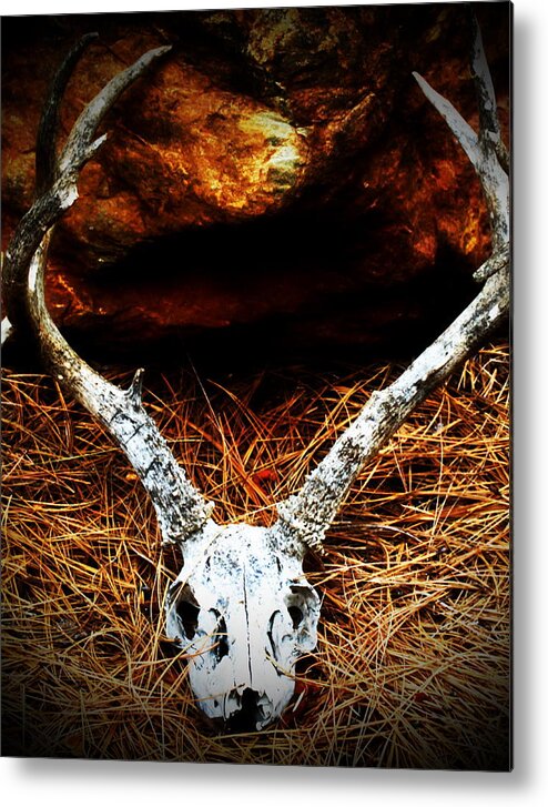 Deer Skull Metal Print featuring the photograph Deer Skull by Christina Ochsner