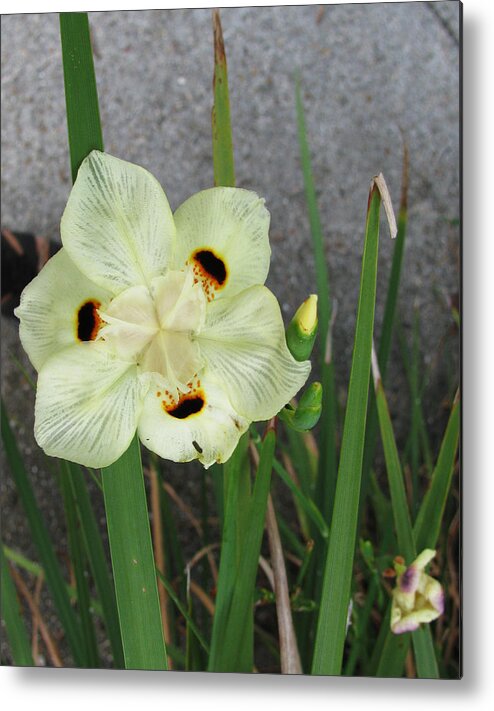 Iris Metal Print featuring the photograph Delicate Iris by Tom Hefko