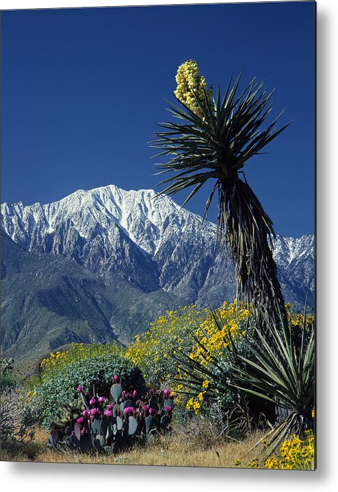 Desert Metal Print featuring the photograph Desert Blooms by Ed Cooper Photography