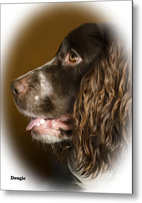 Dog Metal Print featuring the photograph Dougie The Cocker Spaniel 2 by Linsey Williams