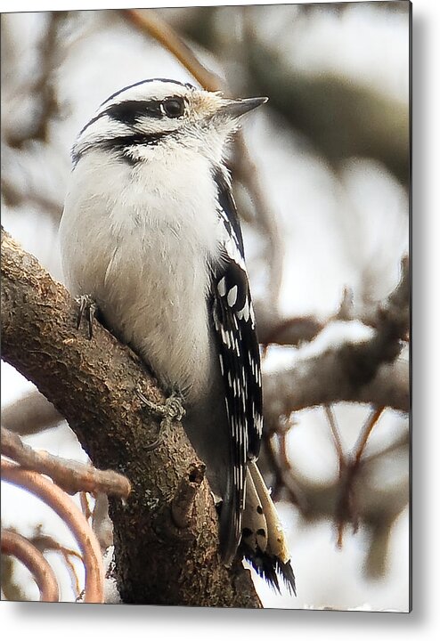 Bird Metal Print featuring the photograph Downy Woodpecker 26 by Gene Tatroe