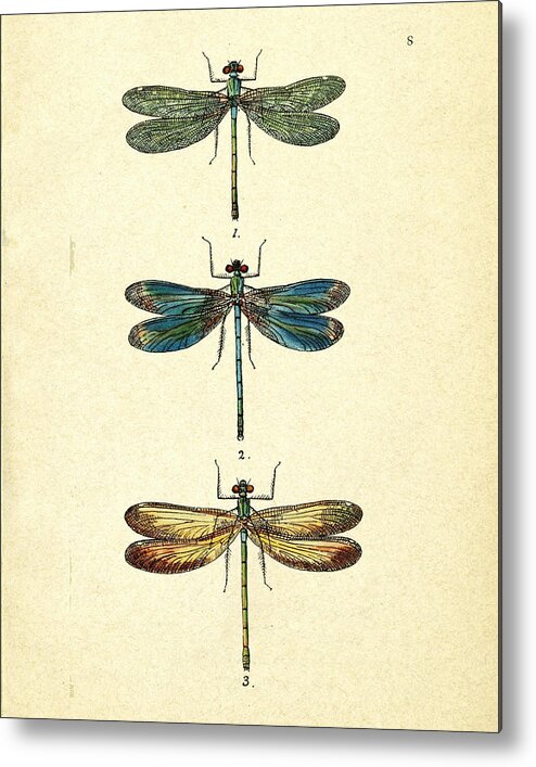 Dragonfly Metal Print featuring the photograph Dragonflies by Pati Photography