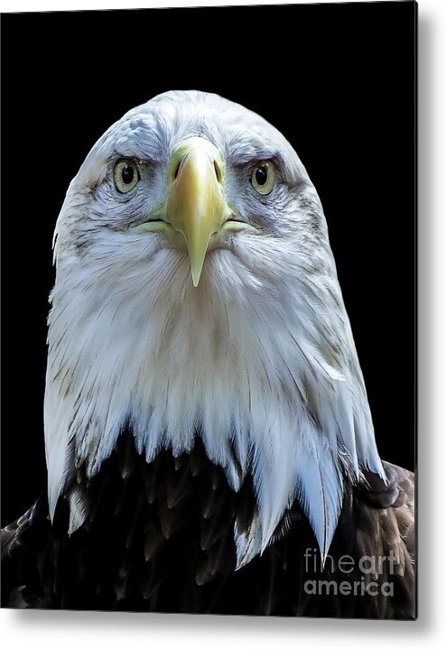 Eagle Metal Print featuring the photograph Eagle A four by Ken Frischkorn