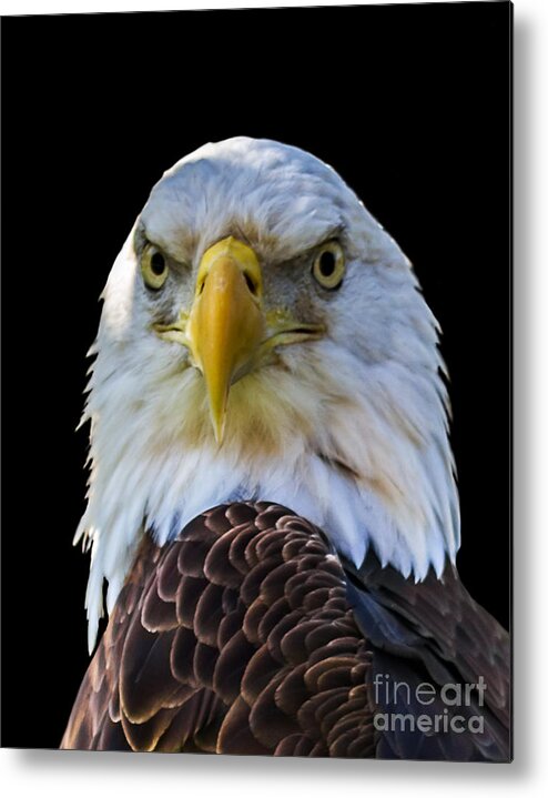 Eagle Metal Print featuring the photograph Eagle A three by Ken Frischkorn