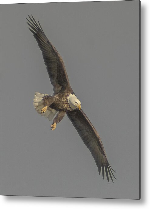  Metal Print featuring the photograph Eagle Preparing to Dive by Paul Brooks