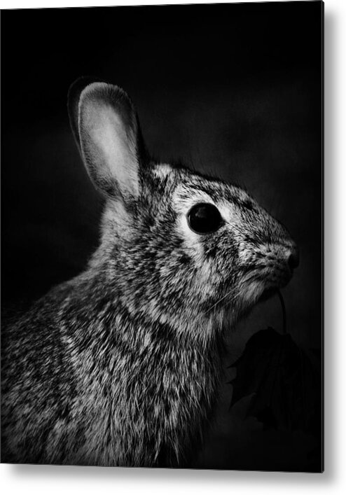 Nature Metal Print featuring the photograph Eastern Cottontail Rabbit Portrait by Rebecca Sherman