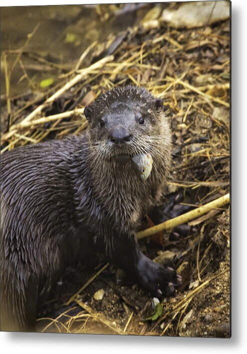 River Otter Metal Print featuring the photograph Eatin' My Fish by Michael Dougherty