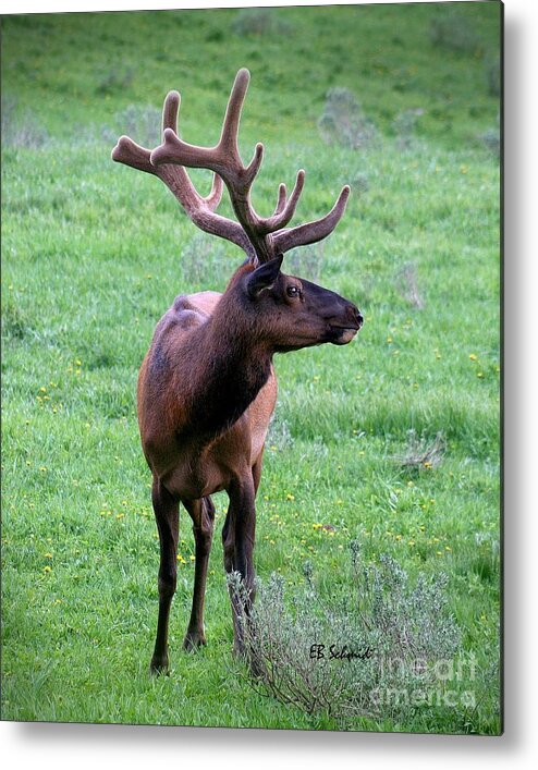 Elk Metal Print featuring the photograph Elk in Velvet by E B Schmidt