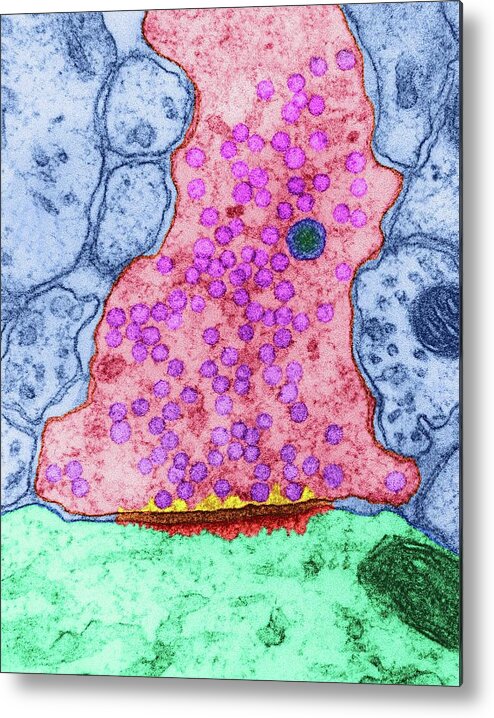 Axon Metal Print featuring the photograph Excitatory Synapse Cns by Dennis Kunkel Microscopy/science Photo Library