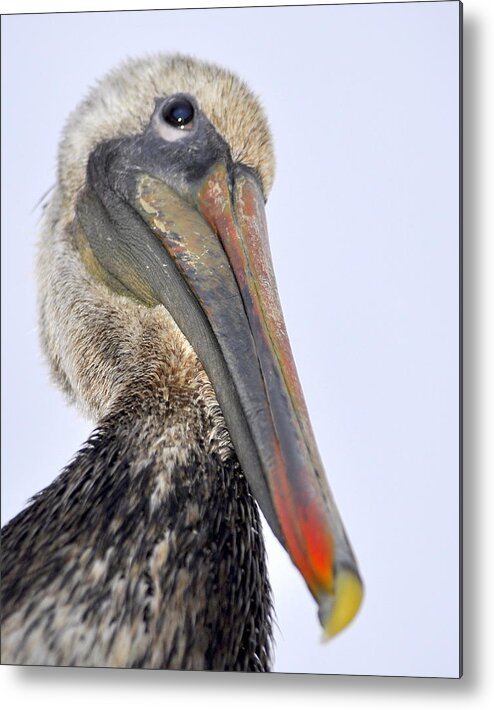 Birds Metal Print featuring the photograph Eyed by a Pelican by AJ Schibig