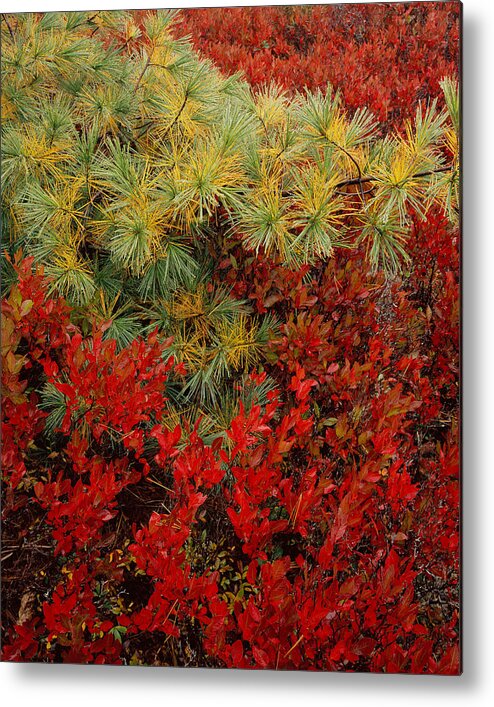 Maine Metal Print featuring the photograph Fall Blueberries and Pine by Tom Daniel