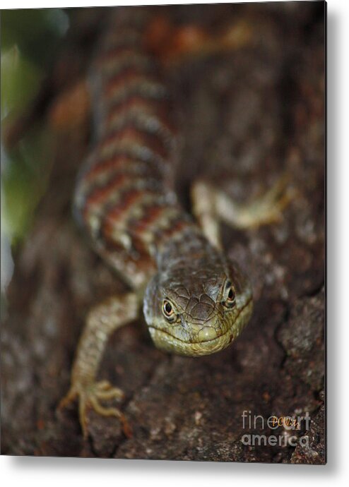 Lizard Metal Print featuring the photograph Feel Lucky - Punk by Patrick Witz