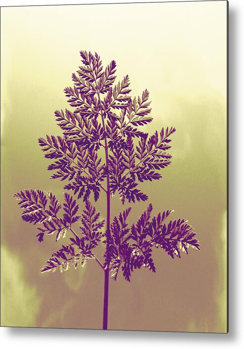 Fern Metal Print featuring the photograph Fern by Andrea Dale