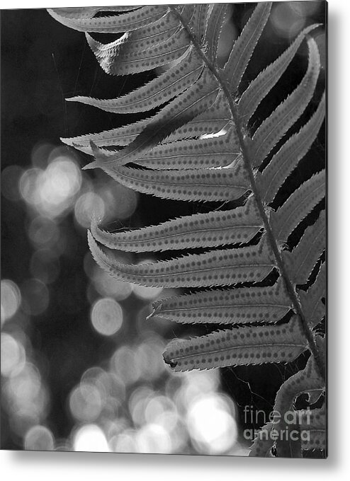 Fern Metal Print featuring the photograph Fern detail by Inge Riis McDonald