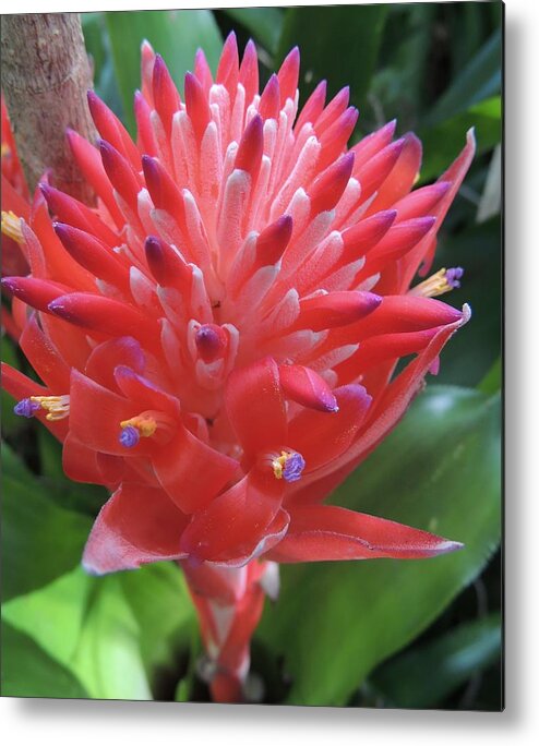 Bromeliad Metal Print featuring the photograph Floral Fireworks by Denise Clark