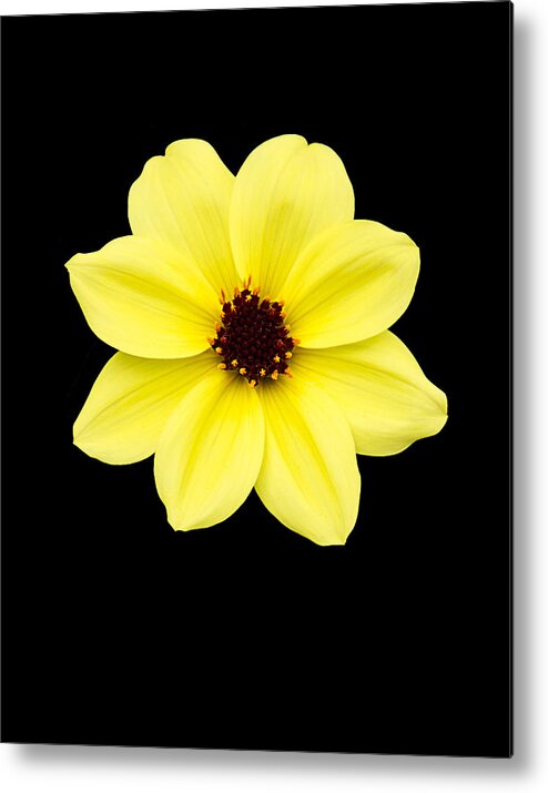 Flower Metal Print featuring the photograph Flower 482 by Andre Aleksis