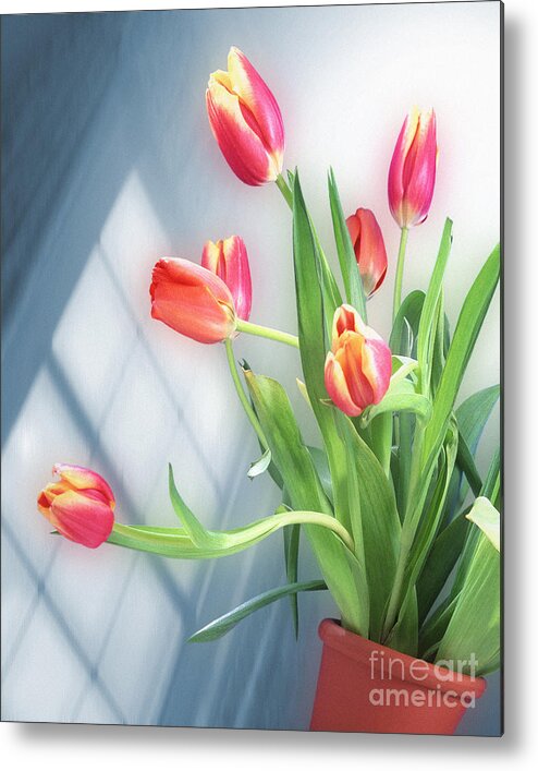 Red Metal Print featuring the photograph Flowers by my Window by Edmund Nagele FRPS