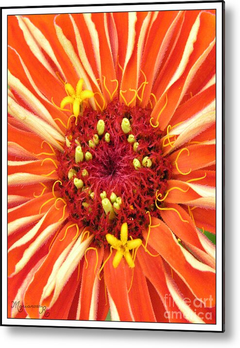 Flora Metal Print featuring the photograph Flowers Within a Flower by Mariarosa Rockefeller
