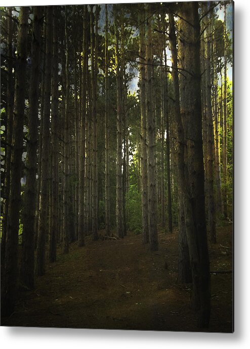 Forest Metal Print featuring the photograph Forest Light by Mary Underwood