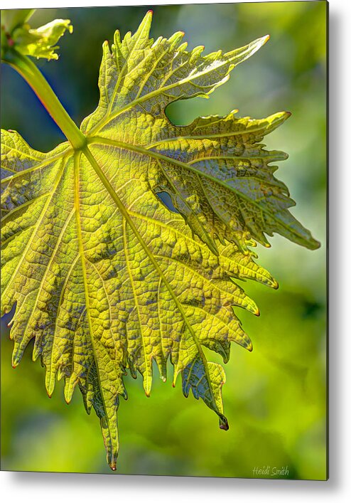 Abstract Metal Print featuring the photograph From The Vine by Heidi Smith