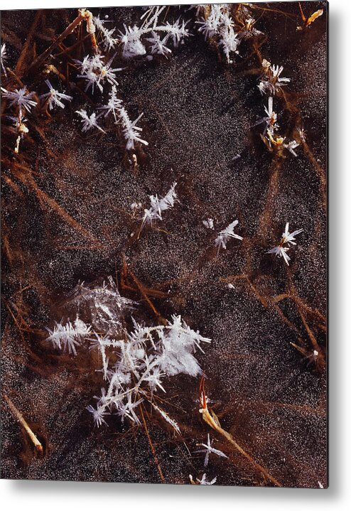Nature Photography Metal Print featuring the photograph Frost Plumes by Tom Daniel