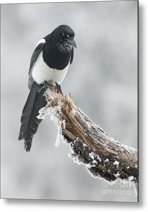 Black-billed Magpie Metal Print featuring the photograph Frosted Magpie by Tim Grams