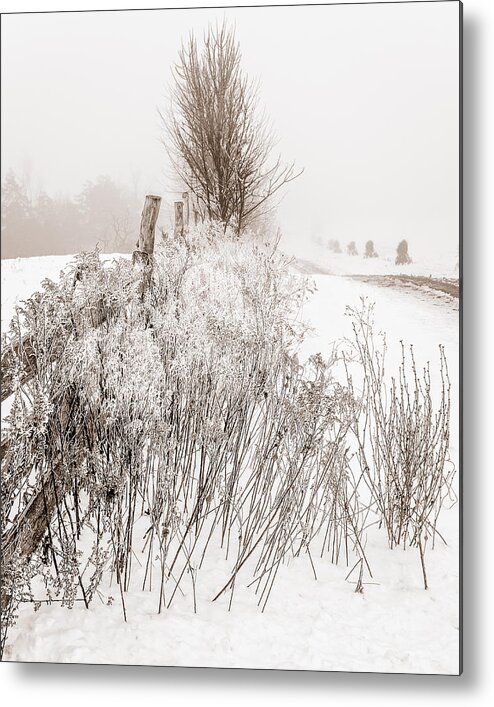 Corn Shocks Metal Print featuring the photograph Frozen fog on a hedgerow - BW by Chris Bordeleau