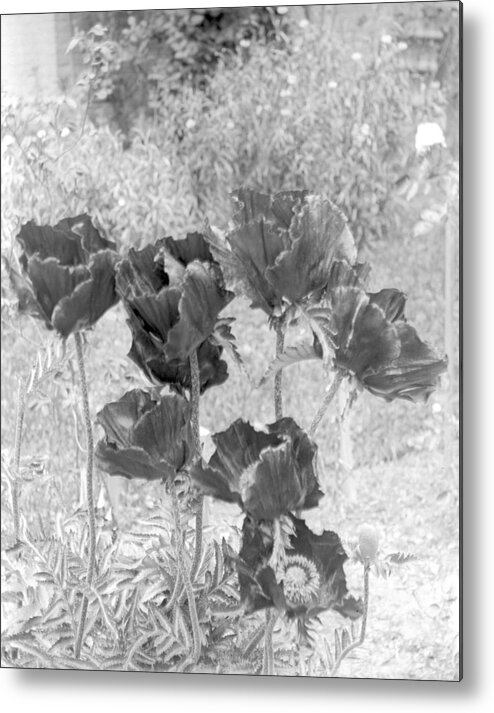 Flower Metal Print featuring the photograph Garden Beauty by William Haggart