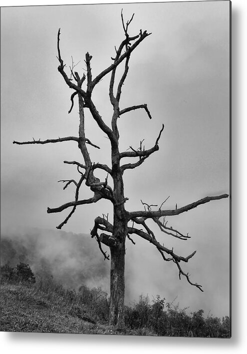 Abstract Metal Print featuring the photograph Ghost Tree by Harold Rau