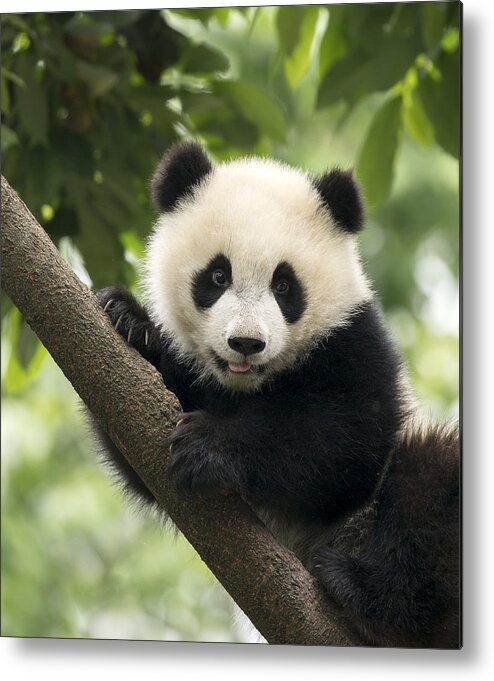Panda Metal Print featuring the photograph Giant Panda baby cub in Chengdu area, China by Alatom