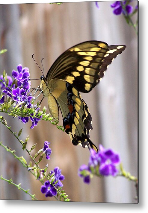 Butterfly Metal Print featuring the photograph Giant Swallowtail on Goldendewdrop 1 by Judy Wanamaker