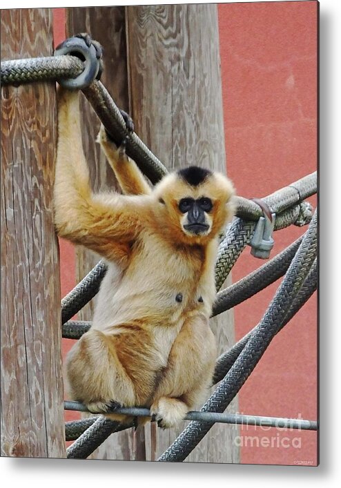 Ape Metal Print featuring the photograph Gibbon Girl by Lizi Beard-Ward