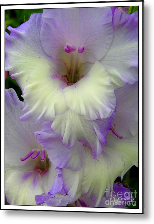 Flora Metal Print featuring the photograph Gladioli by Mariarosa Rockefeller