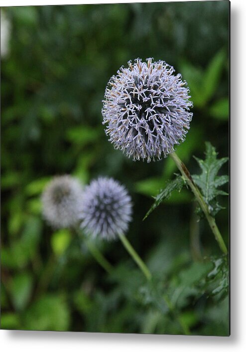 Thistle Metal Print featuring the photograph Globe Thistle by Beth Johnston