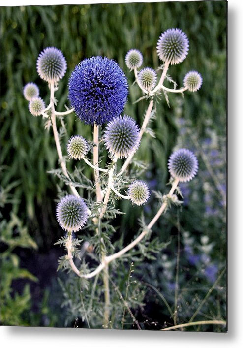 Thistles Metal Print featuring the photograph Globe Thistle by Rona Black