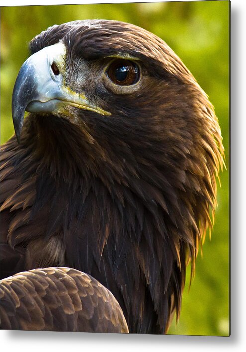 Golden Eagle Metal Print featuring the photograph Golden Eagle by Robert L Jackson
