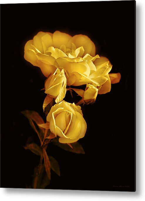 Rose Metal Print featuring the photograph Golden Roses at Midnight by Jennie Marie Schell