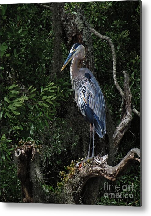 Bird Metal Print featuring the photograph Great Blue Heron by Deborah Smith