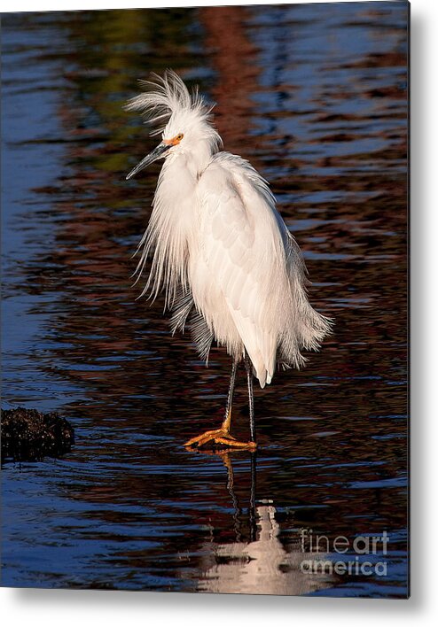 Great Egret Bird Photographs Metal Print featuring the photograph Great Egret Walking On Water by Jerry Cowart