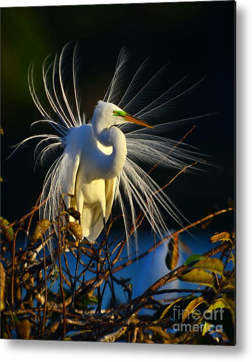 Great Metal Print featuring the photograph Great Egret with Breeding Plumage 1 by Jane Axman