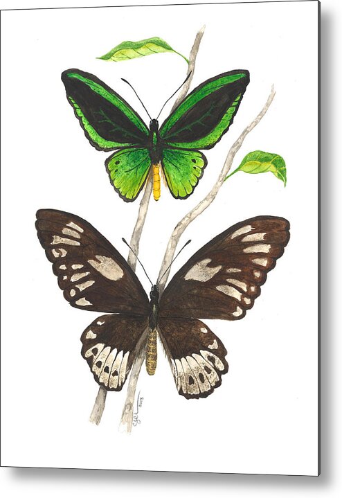 Ornithoptera Priamus Metal Print featuring the painting Green Birdwing Butterfly by Cindy Hitchcock
