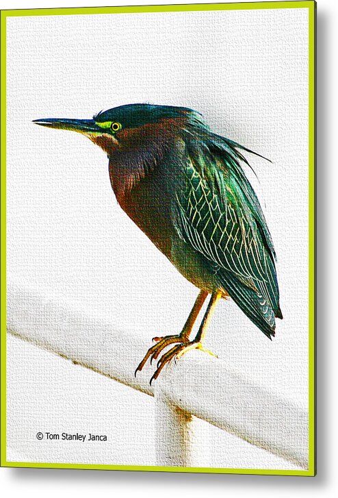 Green Heron In Scottsdale Metal Print featuring the photograph Green Heron In Scottsdale by Tom Janca